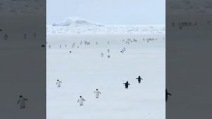 Ваш день станет лучше, если вы посмотрите на пингвинов, ускоренных в 5 раз.