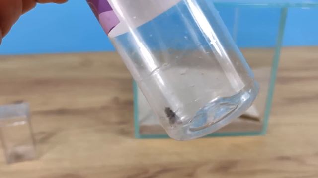 У меня Новый питомец. Страшная и ужасная Мухоловка! Битва с мухой! смотреть онлайн