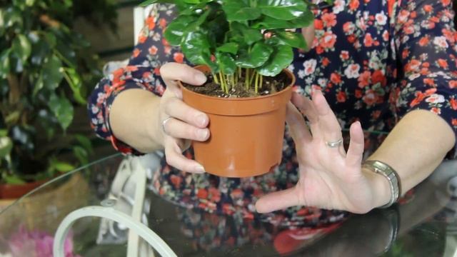 Кофе комнатное растение ? Выращивание кофе в домашних условиях смотреть онлайн