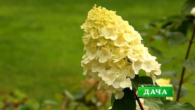 На даче у звезды И. Добруцкий. АНОНС смотреть онлайн