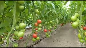 Мамстон, от посадки до сбора урожая 2021