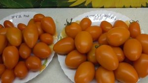 Томат Русские колокола. №35. Дегустация томата.