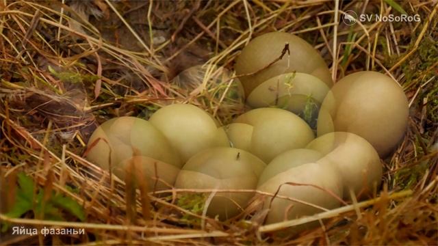 Яйца фазаньи смотреть онлайн