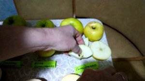 Обзор и дегустация зимних сортов яблок.