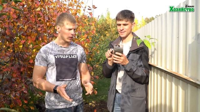 Посадка актинидии или как вырастить киви в саду?! смотреть онлайн