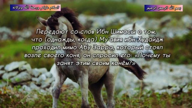 Хадисы о достоинстве ЛОШАДЕЙ. #ислам #коран #хадис #лошади смотреть онлайн