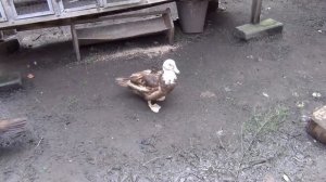 12.09.2016г. Индоуткам 3 месяца. Мой первый опыт разведения и выращивания индоуток.