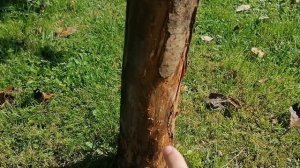 Яблоне 13 лет - что с корой? Пропадает на глазах.