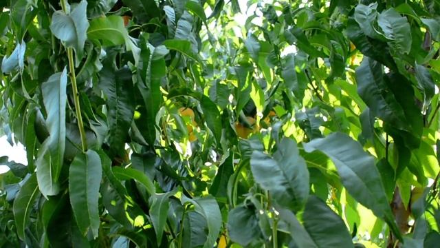 Инжирный персик Свит Багел (Sweet Bagel) persikovod.com смотреть онлайн