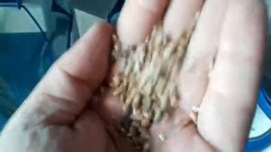 Сепарация шелухи. Аэродинамический сепаратор САД