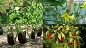 Важнейшие сельскохозяйственные растения.