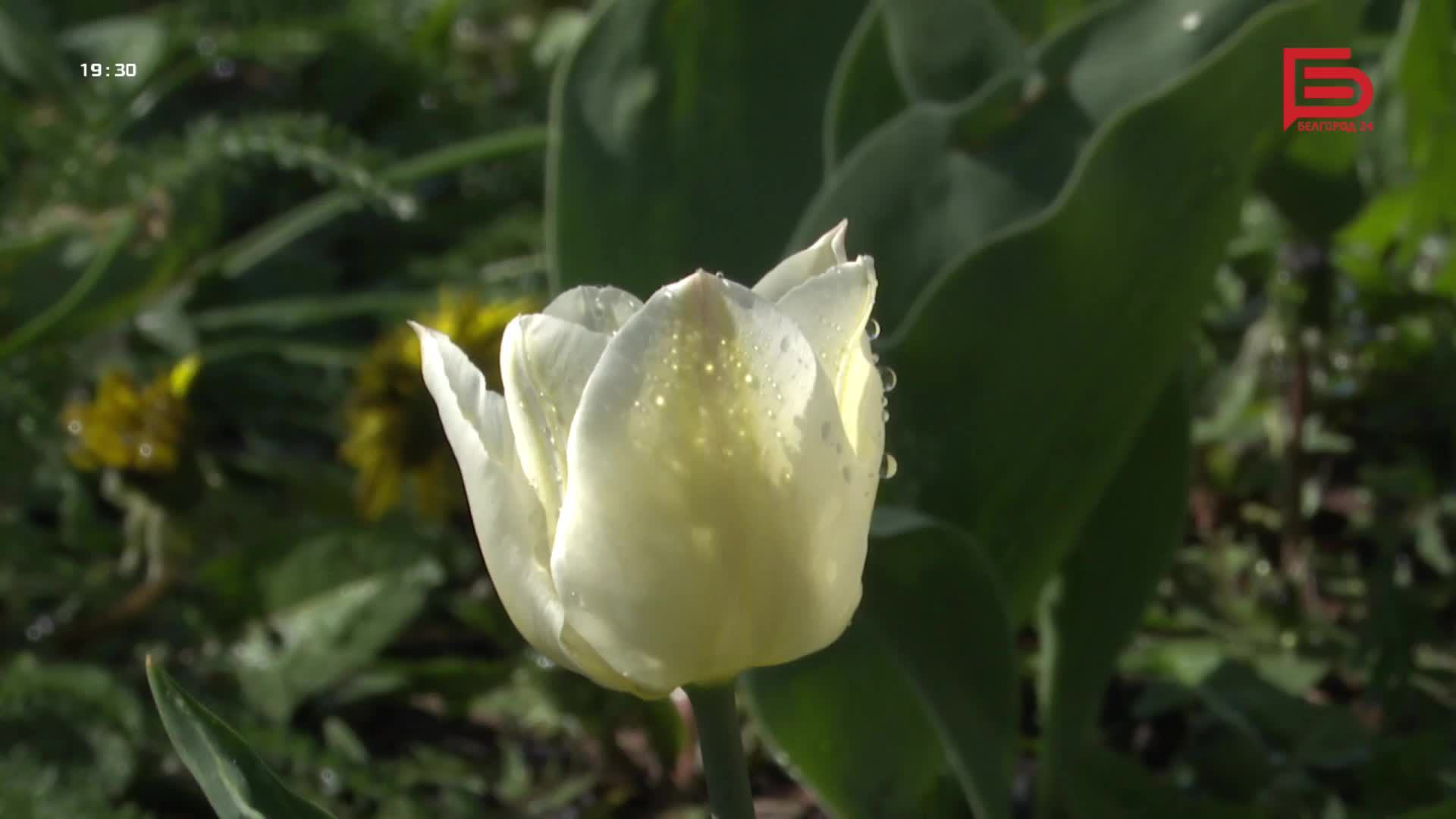 📌Новости Белгорода: «7 ДНЕЙ» I 12.04.2024 смотреть онлайн