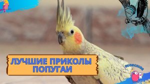 СМЕШНЫЕ ЖИВОТНЫЕ  /  ПРИКОЛЫ С ПОПУГАЯМИ ?