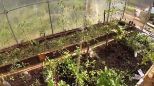 ДАЧА: Обзор теплицы на 26 июня 2021. Что растёт?!