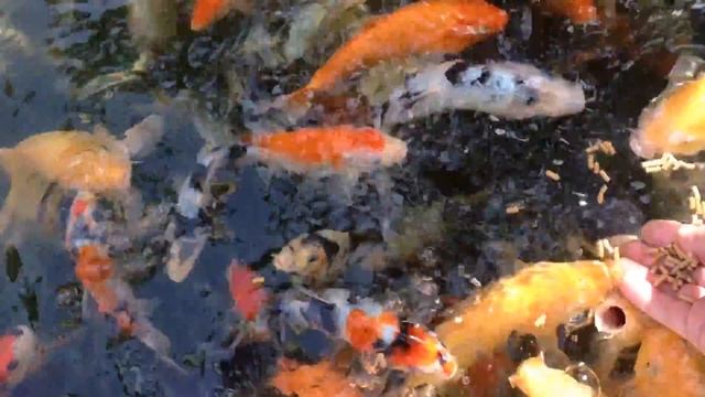 Карп Кои. Кормление Кои. смотреть онлайн