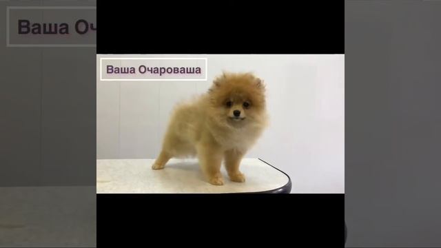 Шпиц Оранж Жемика.