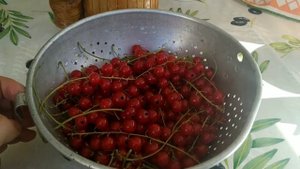 Смородина красная Ранняя Сладкая