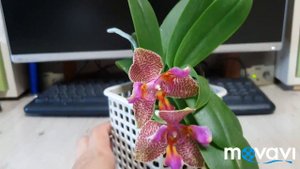 Фаленопсис.Phalaenopsis Joy Fairy Tale.