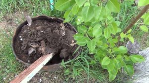 СРЕДСТВО ОТ МУРАВЬЕВ ИЗ СВЕТОФОРА ВЕЛИКИЙ ВОИН