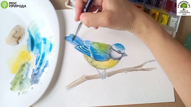 Мастер-класс "Рисуем природу Битцевского леса: синица" смотреть онлайн