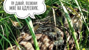 Сова Ёль потерялась в вольере. Мастер маскировки 120lvl