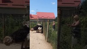 Танец африканского страуса. Страусиная ферма в поселке Высокий Харьковская область