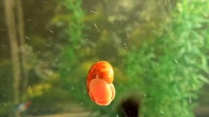 Уход за рыбками