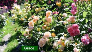 Розы Девида Остина.  Все, что важно знать!