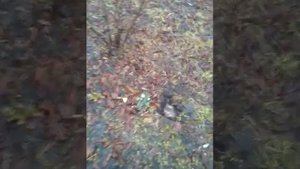 село Бережок Карачевский район  #Карачев