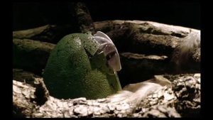 Walking With Beasts [2001] - Gastornis Screen Time