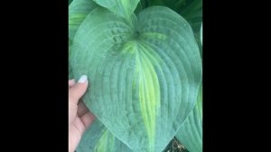 Хоста "Сент Поль"  -  Hosta  "Saint Paul" сад хост в Бийске. Hosta garden