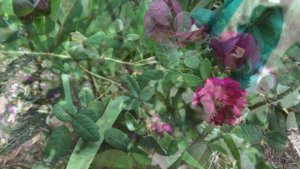 Rosa 'Nuits de Young' - An Old Fashioned Fragrant Centifolia Moss Rose