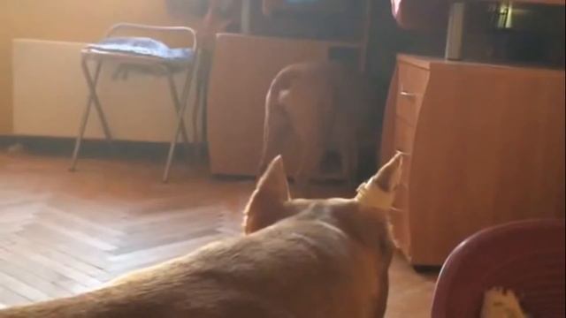 American staffordshire terrier Undina and indestructible toy for dogs смотреть онлайн