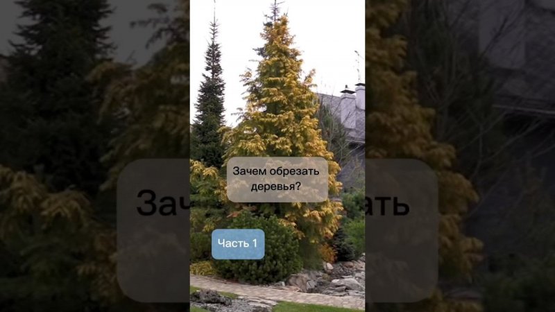 Зачем обрезать деревья? Часть 1. Разговор с Марией Никоновой. #бонсай #bonsai #ниваки #сад