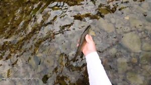 Первая Результативная рыбалка Нахлыстом! Плюсы и Минусы Нахлыста от Сибирского Рыбака.