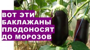 Вот эти баклажаны плодоносят до морозов These eggplants bear fruit until frost and give large yields