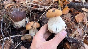 ГРИБЫ МУТАНТЫ АТАКУЮТ! ШОК НЕ ОЖИДАЛИ ТАКОГО! СКАЗКА ПРОДОЛЖАЕТСЯ!