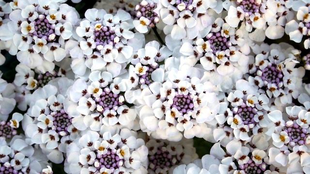 ТОП 10 ЛУЧШИХ ЦВЕТУЩИХ ПОЧВОПОКРОВНЫХ Многолетников -  И ПОЛОТЬ НЕ НАДО !