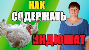 Как содержать 2-х месячных индюшат.