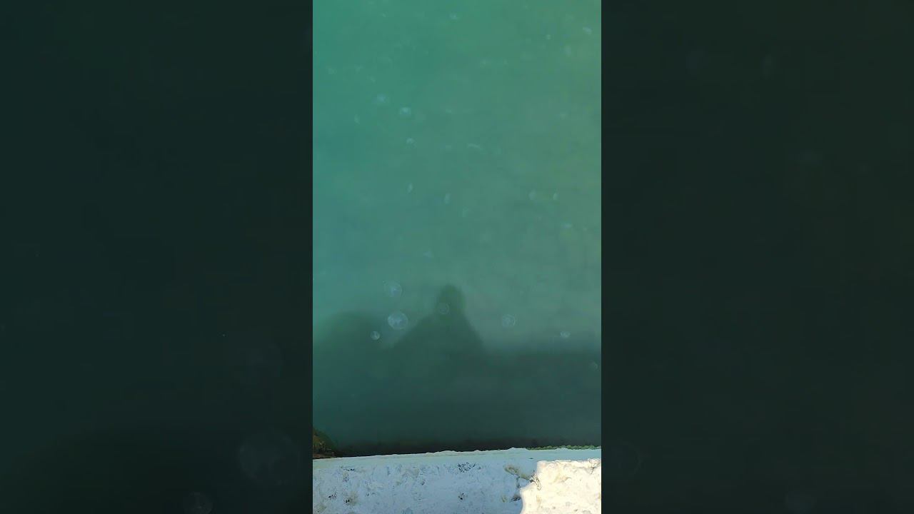 Сочи. Медузы. Начало июня 2024 смотреть онлайн