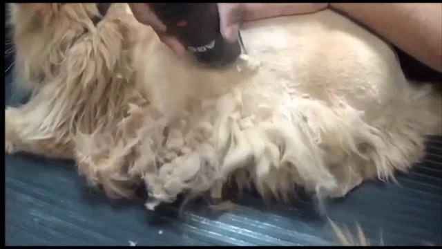 Нужно ли стричь кошек, зачем стригут кошек