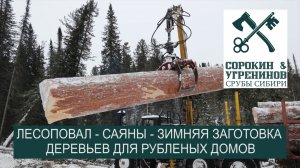 Лесоповал - правильная заготовка древесины для рубленых домов и бань - Срубы Сибири