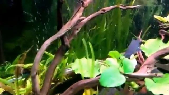 2 самки меланохромис ауратус смотреть онлайн