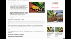 У замиокулькаса сохнут листья или стебель: что делать для спасения долларового дерева?