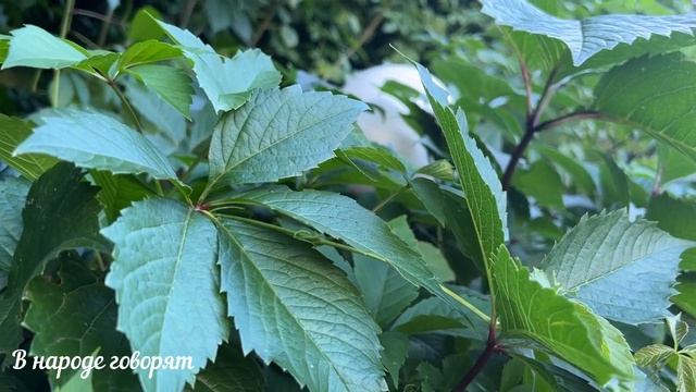 5 вещей, МЕШАЮЩИХ РАЗБОГАТЕТЬ, которые есть в КАЖДОМ доме. Народные приметы.