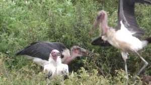 Танзания. Миграция антилоп. Роды на бегу. Нескончаемый бег полутора миллионов антилоп гну
