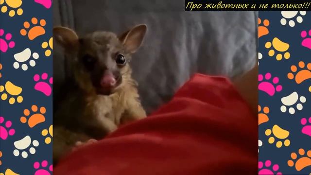 Хозяйка обнаружила торчащую в потолке лапу с когтями! Когда она решила её тронуть тут же узнала...