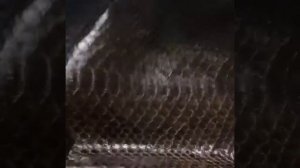 Кожа питона