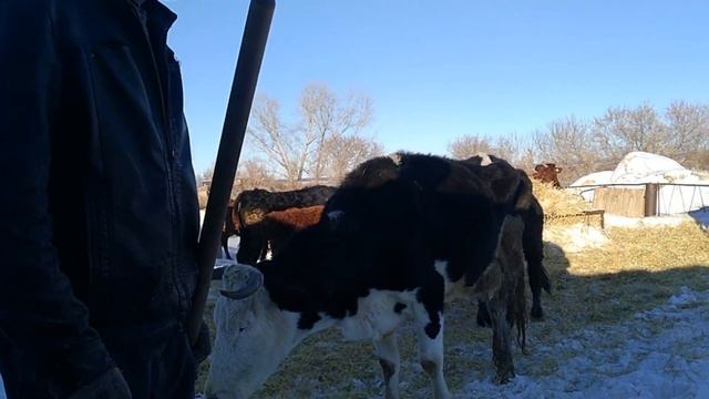 Выпустили всех на прогулку, даже маленьких телят.