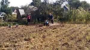 Уборка картофеля мотокультиватор Нева